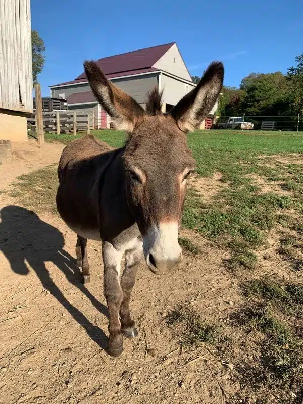 Cindy the Donkey at Fox's High Rock Farm