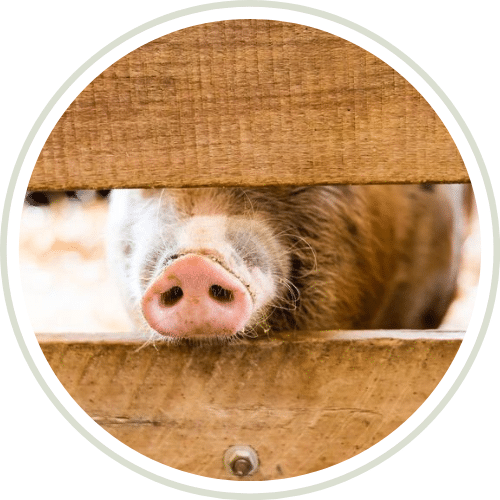 pig at fox's high rock farm