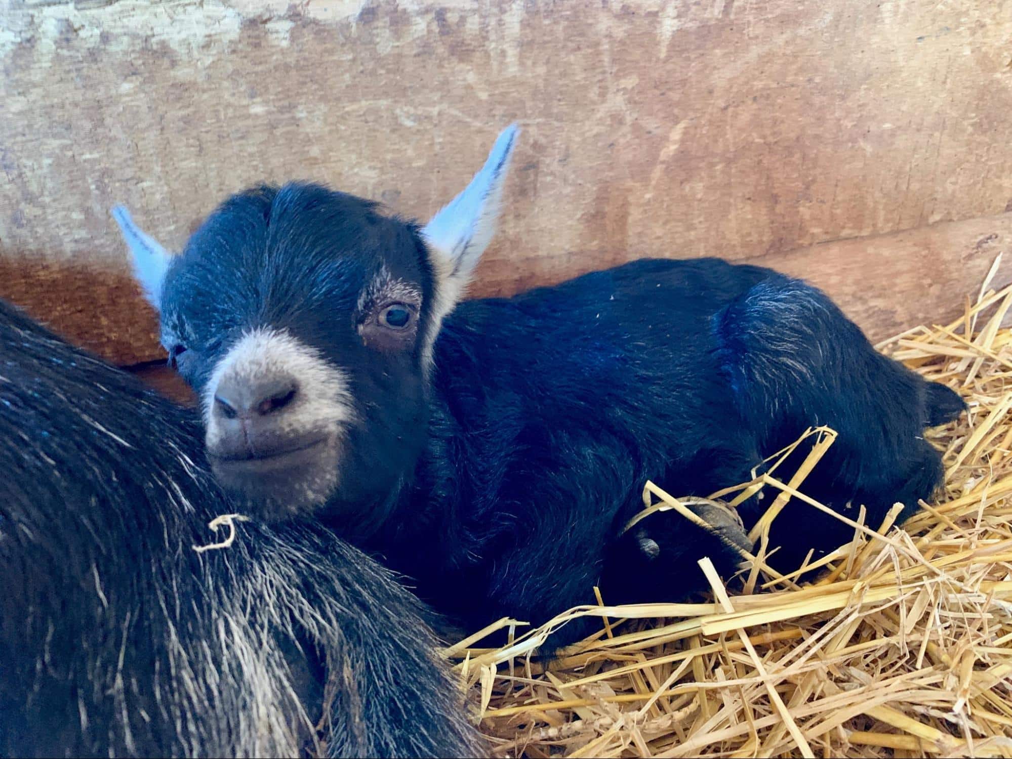 a baby goat resting on some hay at Fox's High Rock Farm